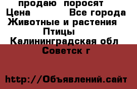 продаю  поросят  › Цена ­ 1 000 - Все города Животные и растения » Птицы   . Калининградская обл.,Советск г.